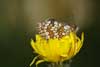 Steppeparelmoervlinder 3 - Melitaea aurelia